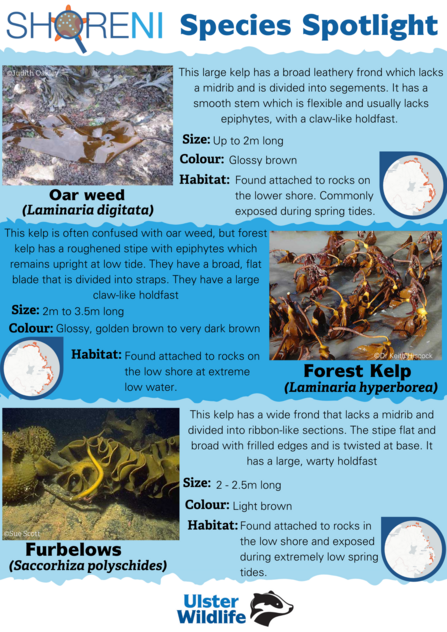 A infographic showing oarweed, forest kelp and furbellows and their defining characteristics