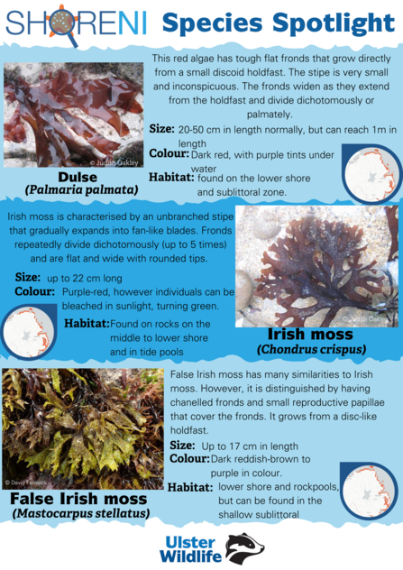 A infographic showing dulse, irish moss and false irish moss and their defining characteristics