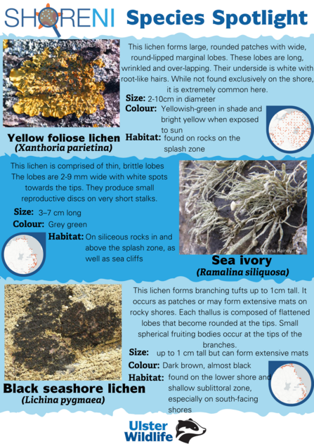 A infographic showing a yellow foliose lichen, sea ivory and black seashore lichen and their defining characteristics