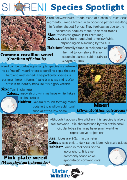 A infographic showing common coralline weed, maerl, and pink plate weed and their defining characteristics
