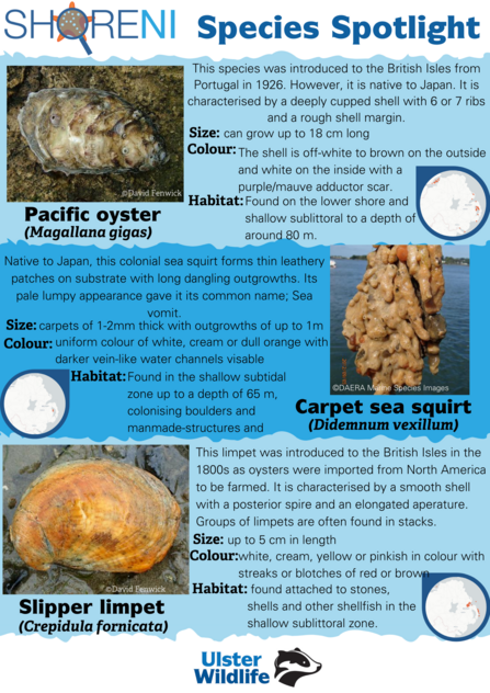 A infographic showing a pacific oyster, carpet sea squirt and slipper limpet and their defining characteristics