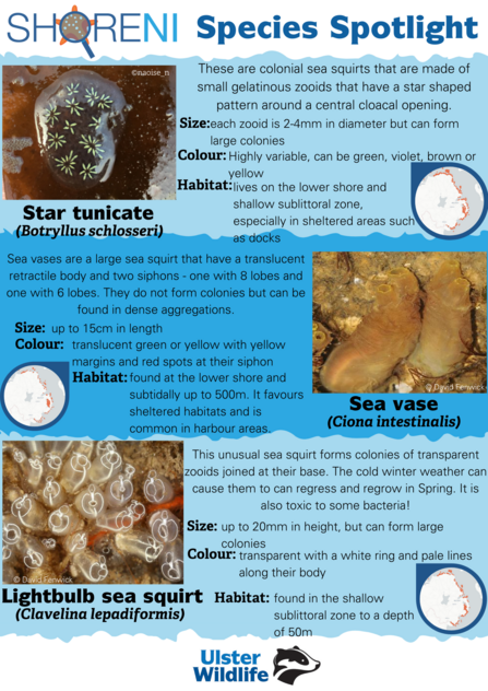 A infographic showing a star tunicate, sea vase and lightbulb sea squirt and their defining characteristics
