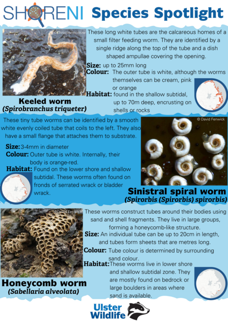 A infographic showing a keeled worm, sinistral spiral worm and honeycomb worm and their defining characteristics