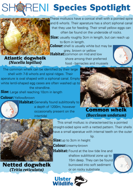 Species spotlight showing some types of whelks and their recognisable characteristics