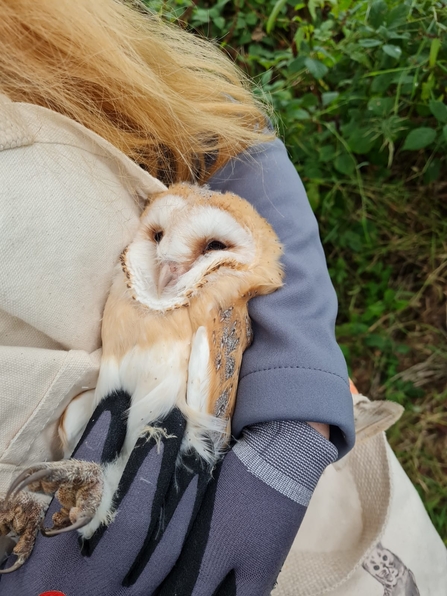 Barn owl chick getting ready to be ringed 
