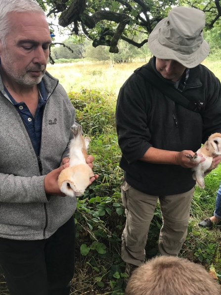 David holding barn owl chick for ringing 