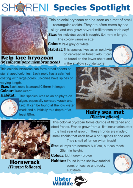 A infographic showing a kelp lace bryozoan, hairy sea mat and hornwrack and their defining characteristics