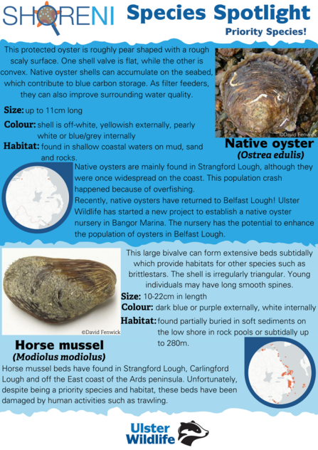 A infographic showing a native oyster and horse mussel