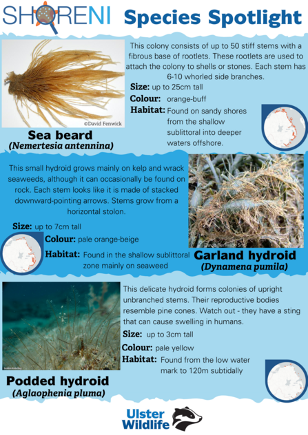 A infographic showing sea beard, garland hydroid and podded hydroid and their defining characteristics