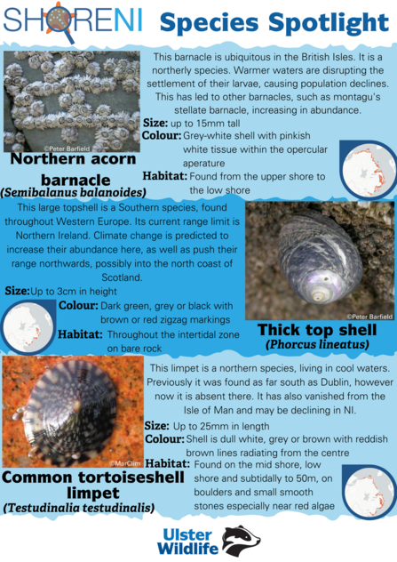 A infographic showing some climate indicators found on rocky shores in Northern Ireland