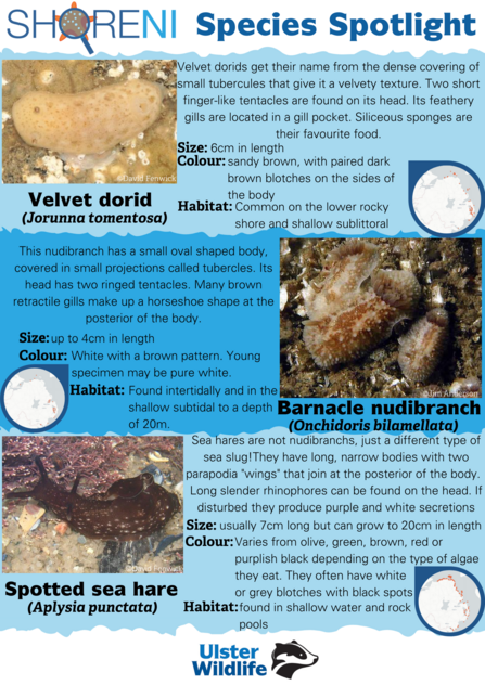 An infographic showing a velvet dorid, barnacle nudibranch and spotted sea hare and their defining characteristics