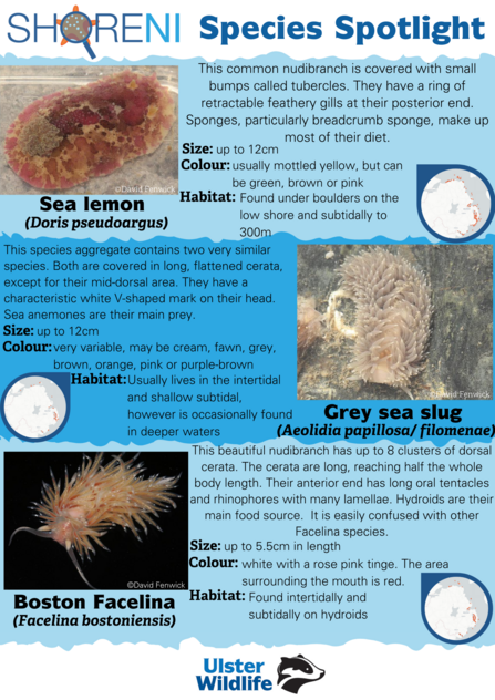 An infographic showing a sea lemon, grey sea slug and Boston facelina nudibranch