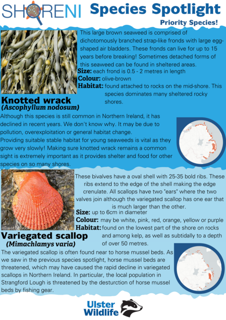 A infographic showing knotted wrack and variegated scallop