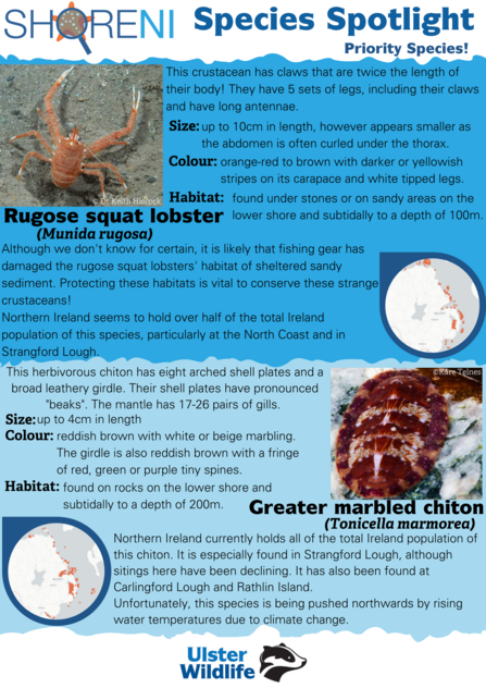 Infographic showing a rugose squat lobster and a greater marbled chiton