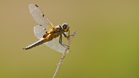 Four-spotted chaser (c) Kees Guequierre 
