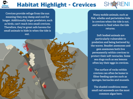 An infographic showing the ecology of crevices on rocky shores
