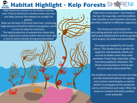 An infographic showing the ecology of kelp forests