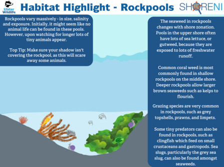 Infographic showing species commonly found in rockpools