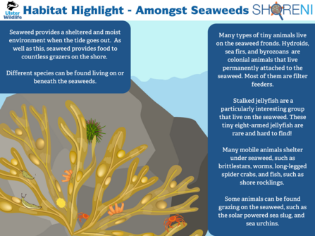 Infographic showing species commonly found attached to, or underneath, seaweeds
