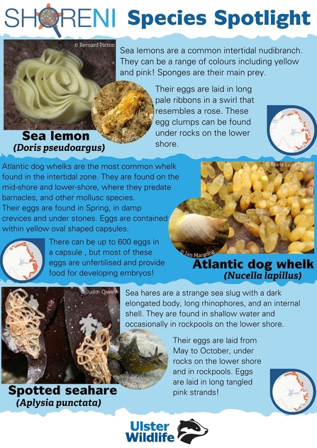 A infographic showing sea lemon eggs, dog whelk eggs, and spotted seahare eggs