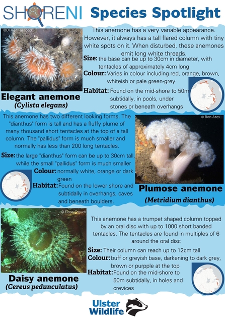 A infographic showing an elegant anemone, plumose anemone, and daisy anemone