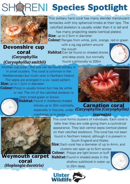 A infographic showing a devonshire cup coral, a carnation coral, and a weymouth carpet coral