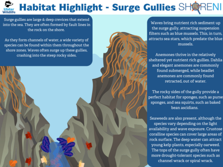 A description of the species found in surge gullies, including blue mussels, coralline seaweed, and lots of anemones!