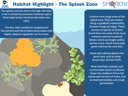 An infographic showing commonly found species on the splash zone