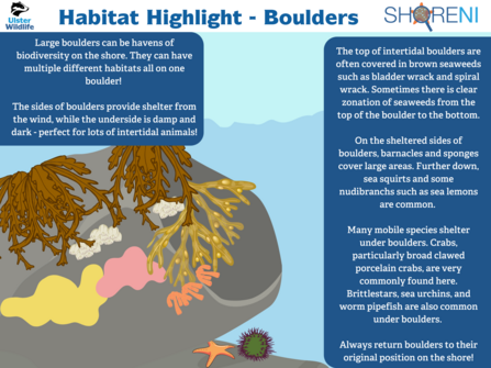 An infographic showing commonly found species under boulders on the shore