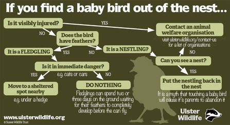 Baby bird out of nest advice - Ulster Wildlife