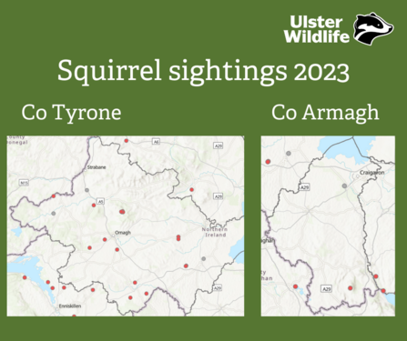 Squirrel sightings Tyrone and Armagh