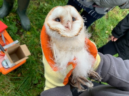 Female barn owl chick at Ballycruttle Farm