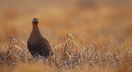 A red grouse hen in Heather