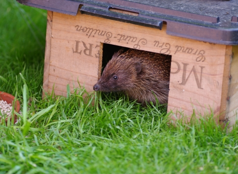 Hedgehog in feeding box (c) Gillian Day 