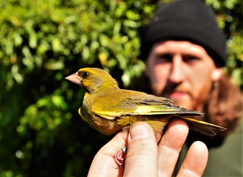 Bird ringing session at Bog Meadows Nature Reserve