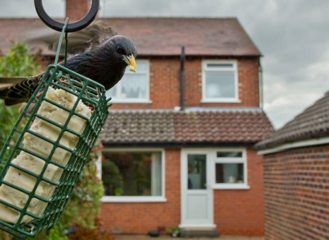 Starling on bird feeder