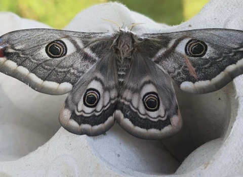 Peacock moth (c) Andrew Crory
