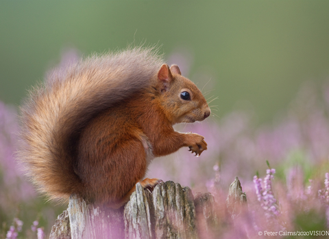 'Grinning' red squirrel perched among flowers 