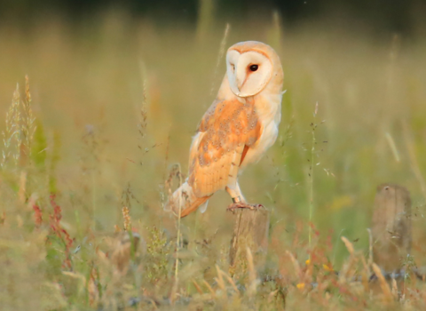 Barn owl perched on a post and looking off to the left of the image