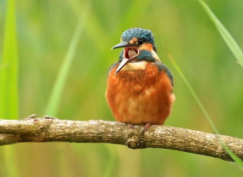 Kingfisher (c) Jon Hawkins - Surrey Hills Photography