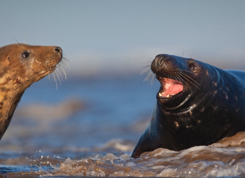 Grey seals (c) Neil Aldridge 