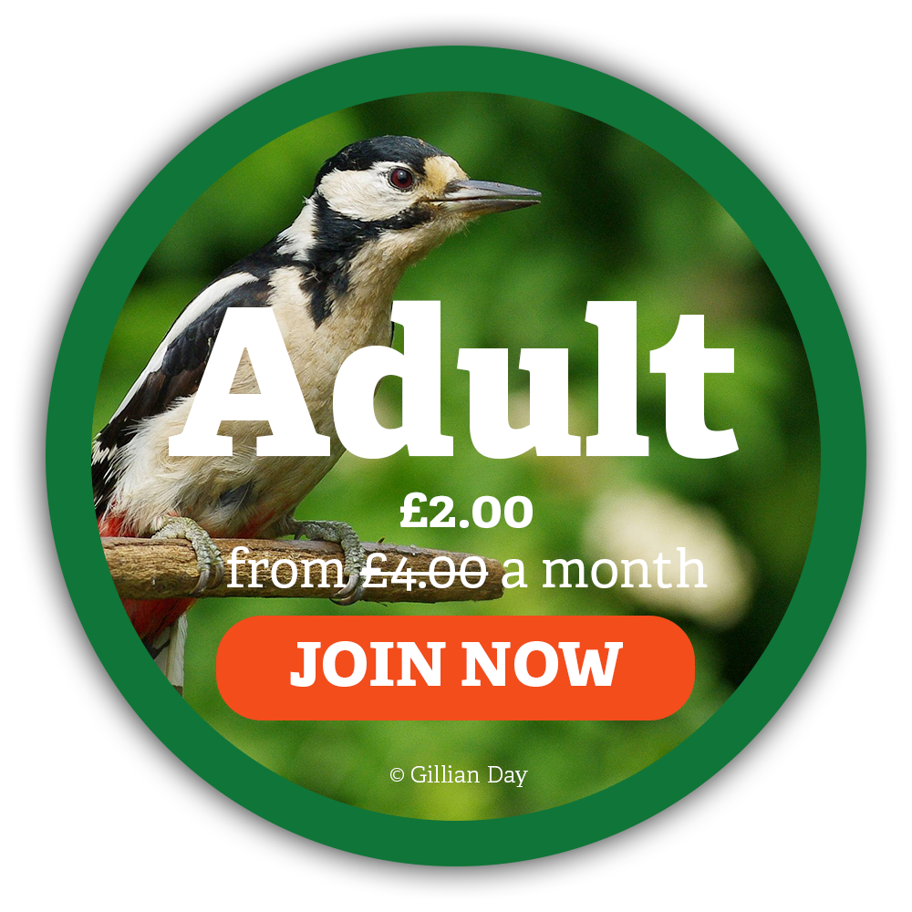 Adult