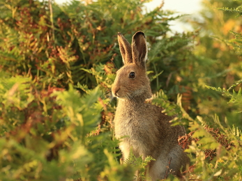 Irish Hare