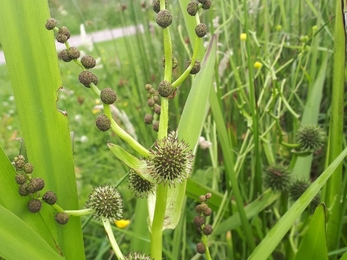 Branched bur reed ,Bog Meadows July 2020