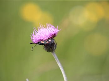 Meadow thistle with narrow-bordered five-spot Burnet, Slievenacloy July 2020