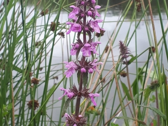 Purple loosestrife, bog meadows July 2020