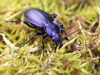Violet ground beetle - Ronald Surgenor, Slievenacloy July 2020