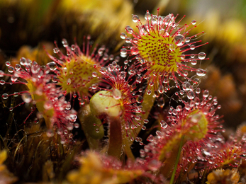 Sundew