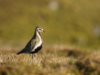 Golden Plover