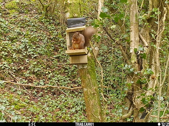 Red Squirrel, Straidkilly